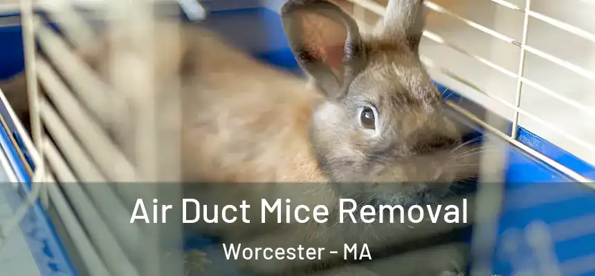 Air Duct Mice Removal Worcester - MA